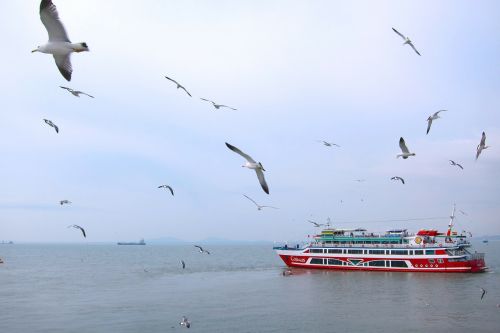 sea seagulls ocean