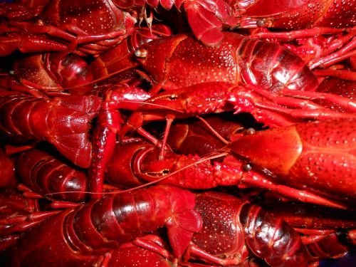 sea crayfish seafood