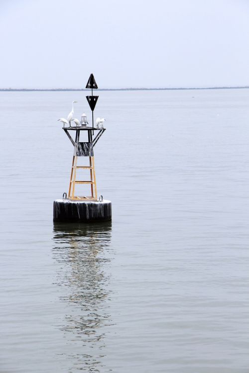 sea buoy bird