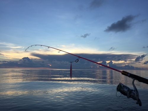 sea sea fishing fish