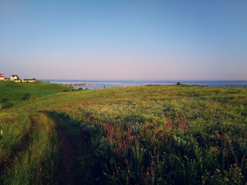 sea grass sunset