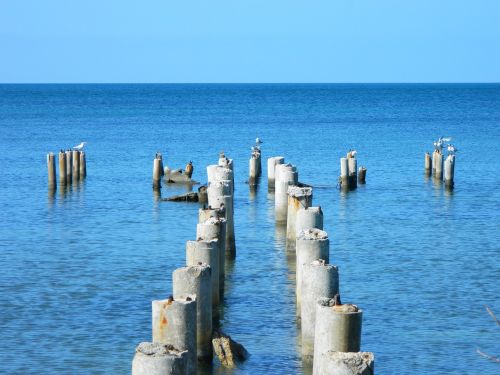 sea birds horizon