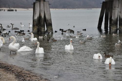 sea swans the pier