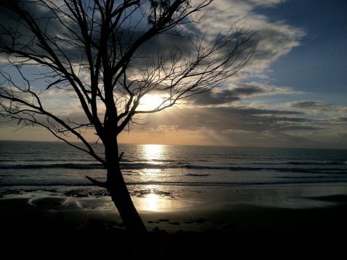 sea water tree