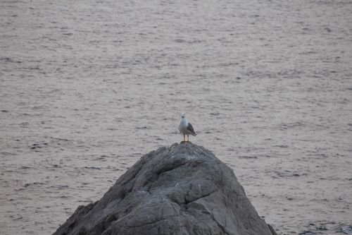 sea seagull palermo