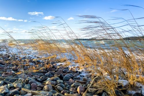 sea reed beach