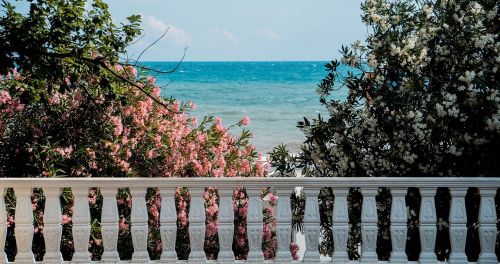 sea trees plants