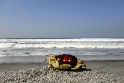 sea beach crab