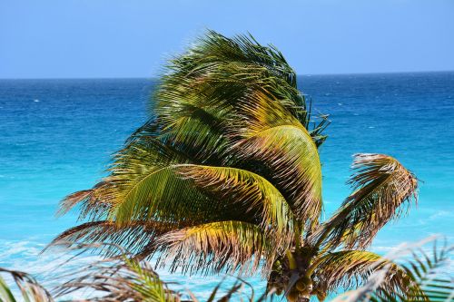 sea palm tree costa