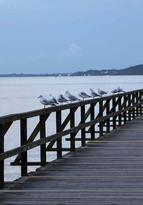 sea bridge gulls