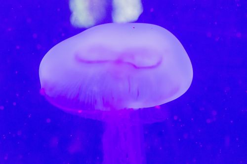 sea jellyfish aquarium