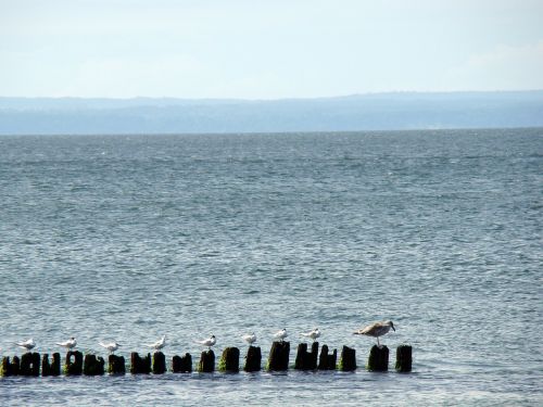 sea birds breakwater