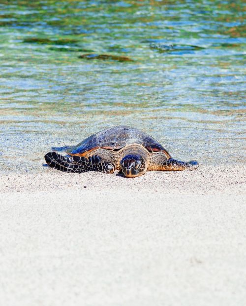sea water turtle