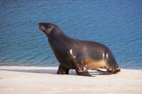 sea lion animal