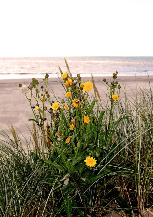 sea most beach flowers