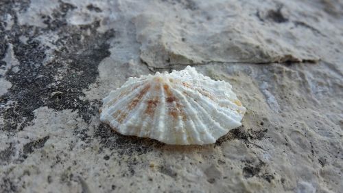 sea shells rocks