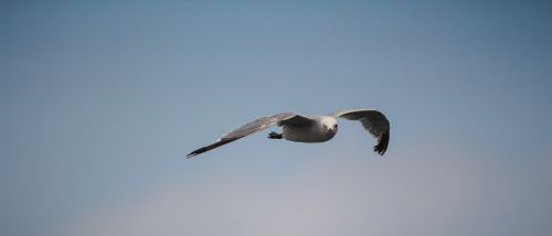 sea birds gull