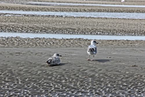 sea beach seagulls