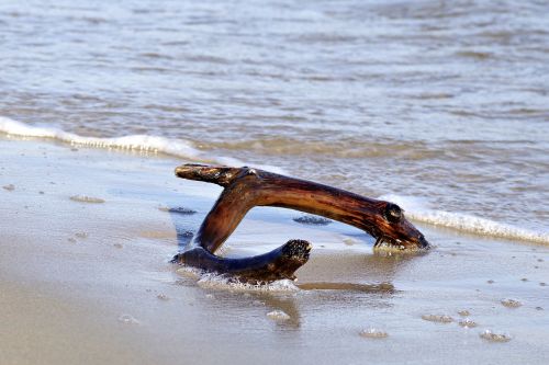 sea beach wild