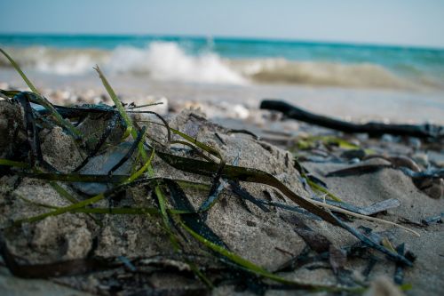 sea grass beach