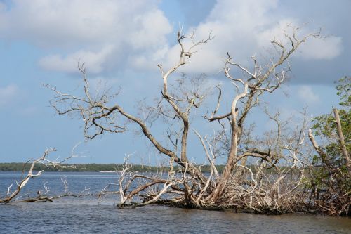 sea standgut florida