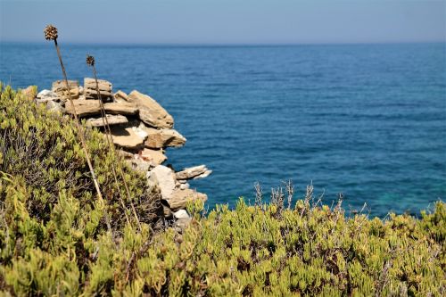 sea plant stones
