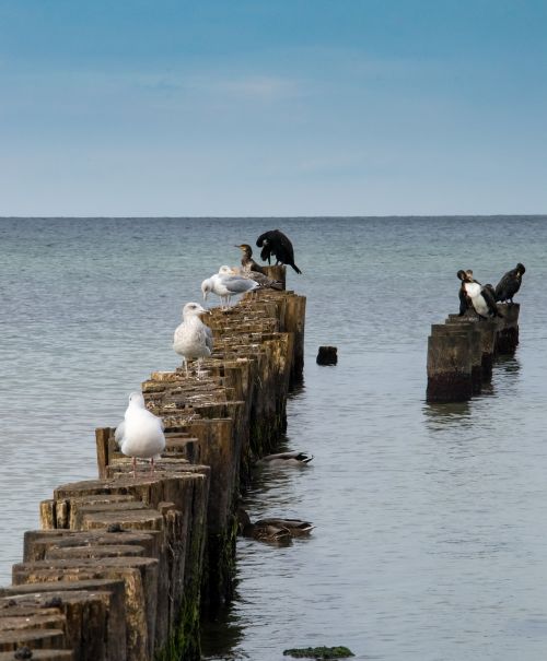 sea birds seagulls stand