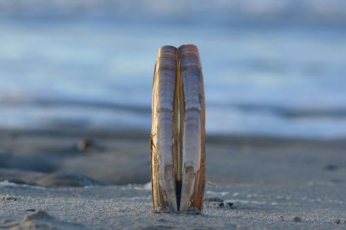 sea beach shells
