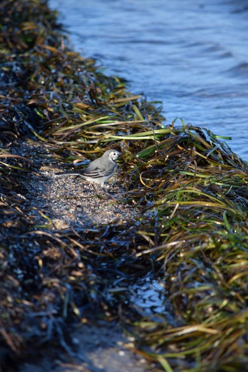 sea sea grass bird