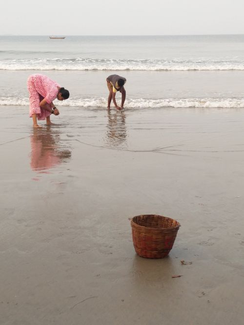 sea shells picking
