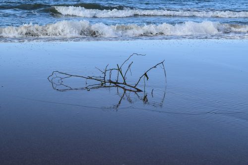 sea natural opposites branches in the sea