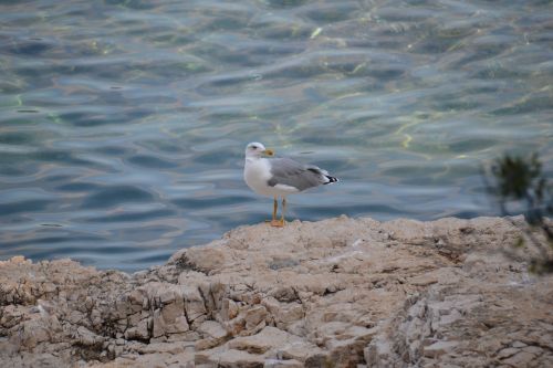 sea water seabird