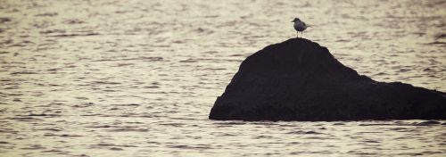 sea rock bird