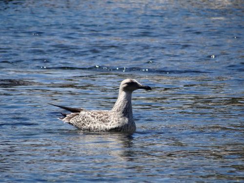 sea animal seagull