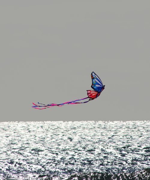 sea kite nature