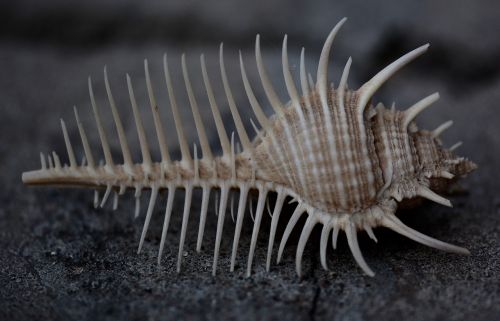 sea shell macro