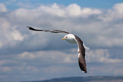 sea bird gull