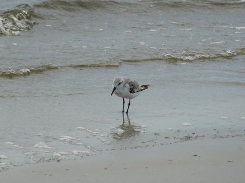 sea birds beach