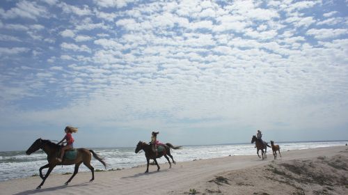 sea freedom summer