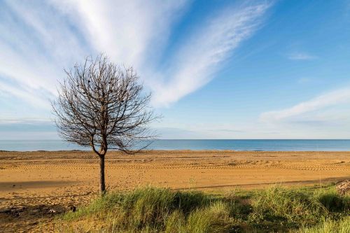 sea tree beach