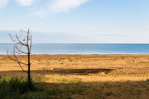 sea tree beach