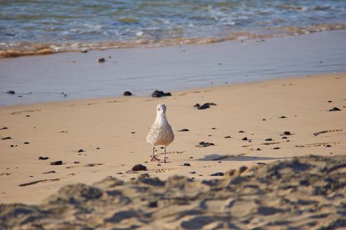 sea gull beach