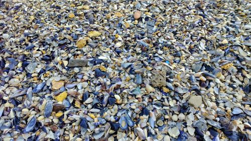 sea beach seashells