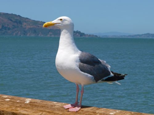 sea water bird