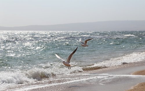 sea  gulls