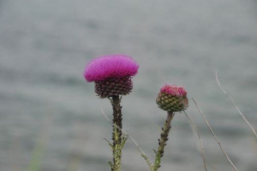 sea flowers nature