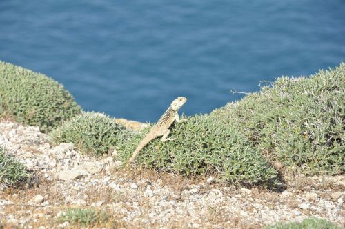 sea island iguana