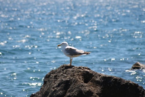 sea  seagull  bird