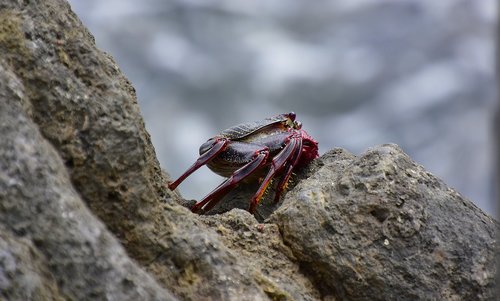 sea  crab  rocks