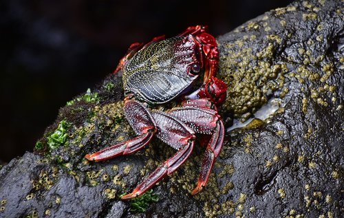 sea  crab  rocks